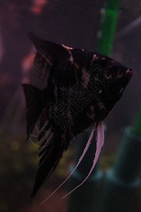 黑色彩色水族馆标量背景图片
