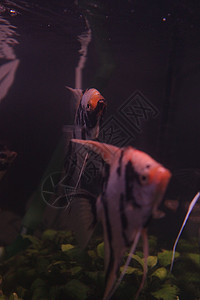 卡尔萨植物黑色水族馆图片