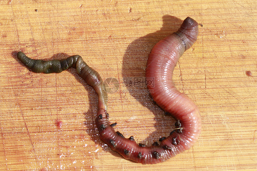 卢格沃海洋动物群海滩沙虫白色码头海岸高清图片下载正版图片320683806摄图网