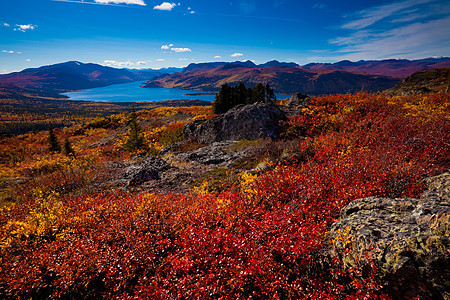加拿大育空地区鱼湖蓝色地区自由荒野寂寞金子旅游森林针叶林山脉图片