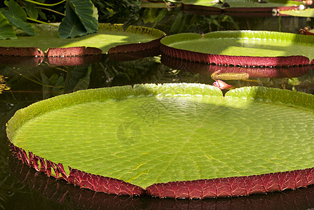 巨型水里 Lilies背景图片