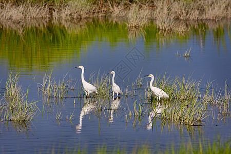 三个雪白反射白鹭湿地涉水苍鹭绿色湖泊野生动物白色反思图片