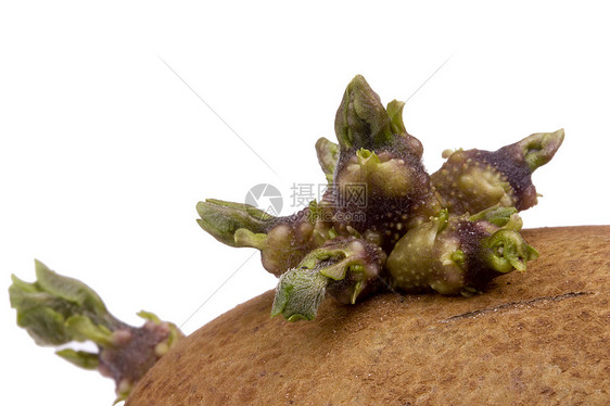 土豆酱白色蔬菜收获植物学生长农业食物绿色发芽植物图片