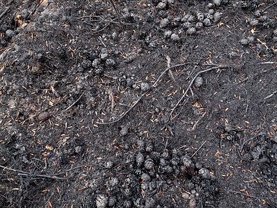 燃烧后在森林地板上烧焦的果子图片
