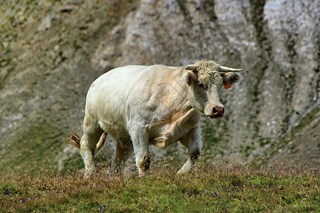 白奶牛高山农场动物高度草地丘陵牛角农田头发喇叭图片
