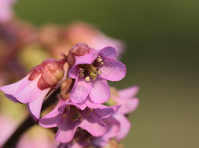 花蜜蜂力量花园动机宏观领导图片
