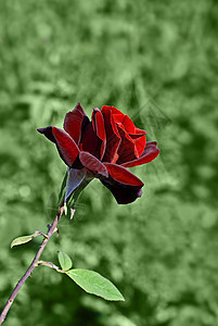 红玫瑰玫瑰植物礼物热情花园红色叶子绿色图片