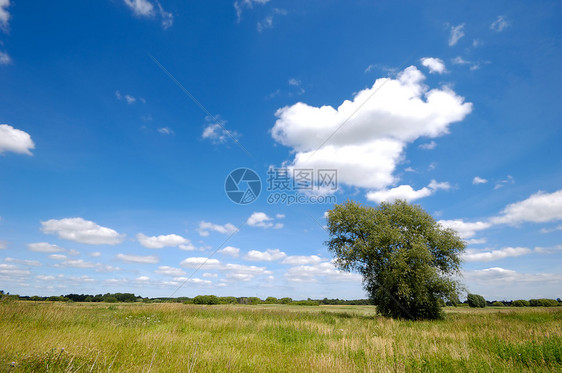 带树的景观孤独牧歌农村娱乐草地风景公园场地农田蓝色图片