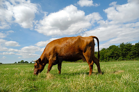 食草牛家畜生活食物场地牛角天空哺乳动物草地动物鼻子图片