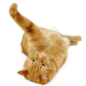 玩猫游戏白色乐趣头发红色宠物动物猫科橙子冒充条纹图片