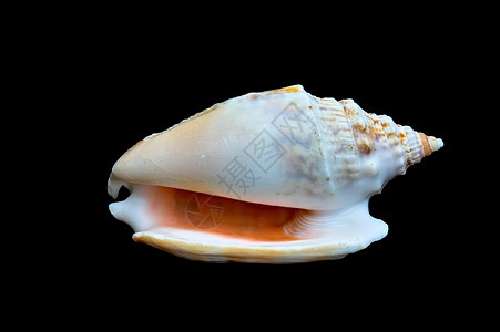 封锁黑色   6 (Conch)图片