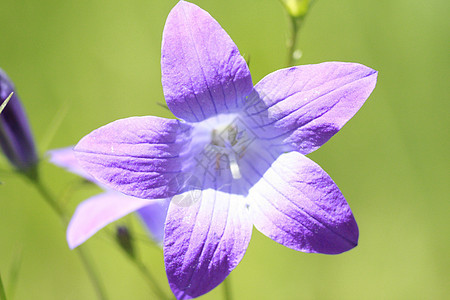 钟花花农村生物学生态娱乐花园植被灌木紫菊目花萼植物图片