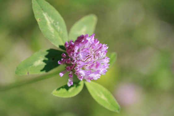 红克鲁生物叶子车轴植物森林生态三叶草植物群牧歌宏观图片