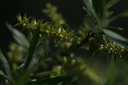 牧草开花植被静脉衬套落叶灌木叶子生物学森林栖息树干背景图片