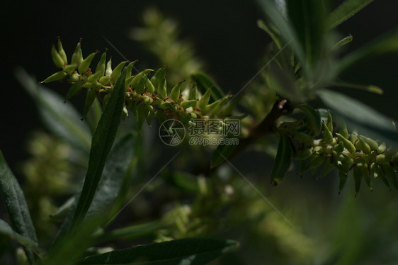 牧草开花植被静脉衬套落叶灌木叶子生物学森林栖息树干图片