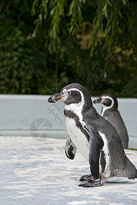 磁力企鹅动物群动物海岸白色海鸟海洋黑色动物学殖民地动物园图片