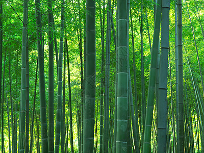 竹林生态荒野森林绿色水平丛林植物图片