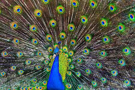 蓝孔雀尾巴野生动物动物园荒野男性生活蓝色鸟类羽毛鸡冠花图片