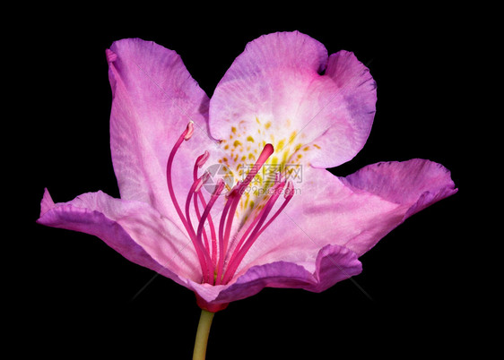 粉红色罗多登面花植物群植物粉色花店叶子园艺花瓣宏观花园图片
