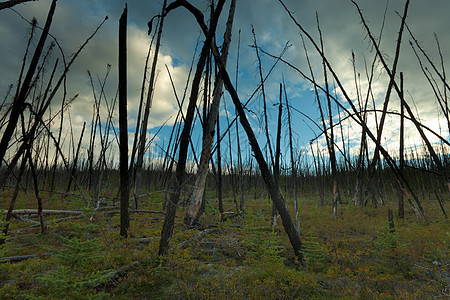 燃烧的北方森林煤炭损害破坏环境蓝色树干云杉天空野火木头图片