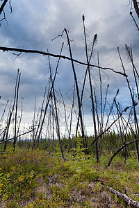 燃烧的北方森林针叶林损害日志灾难天空树干环境蓝色荒野野火图片