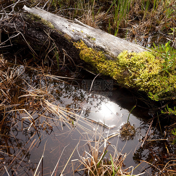 在沼泽镜子野生动物环境森林季节池塘荒野反射地形植物图片