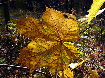 秋秋叶背景黄色宏观边界季节橙子叶子红色季节性棕色树叶图片