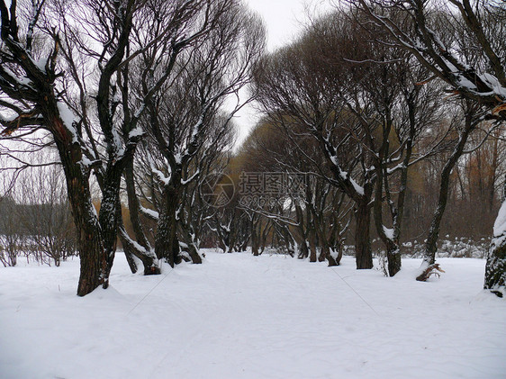 下雪的柳巷 莫斯科公园白色树木植物森林植物学场景国家环境季节公园图片