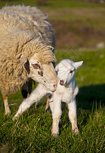 羊羊新生儿羊羔背景图片