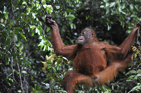 少年奥兰古坦庞戈皮格马乌斯树木侏儒孩子脊椎动物灵长类野生动物丛林婴儿荒野哺乳动物图片