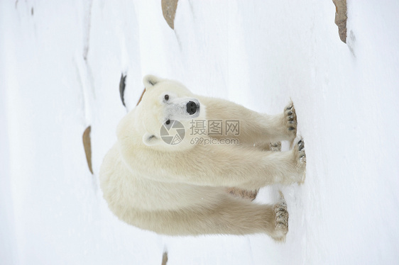 北极熊蓝色毛皮野生动物濒危危险海事生物动物旅行童年图片