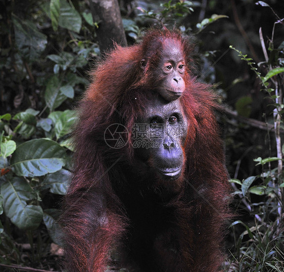 奥兰古坦母亲和婴儿野生动物荒野幼崽濒危猿猴丛林动物母性少年孩子图片