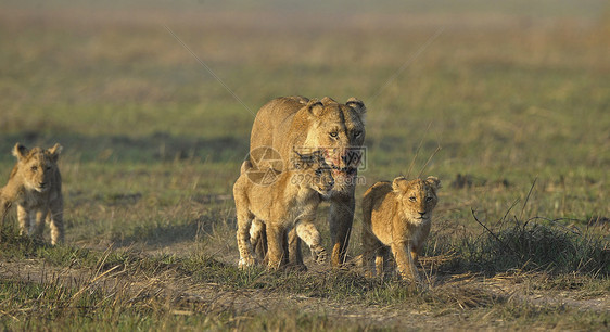 和幼崽一起打猎之后的狮子座狮子幼兽幼崽母亲阳光染色婴儿家庭童年女性图片
