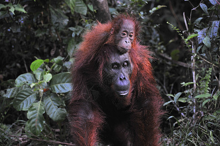 奥兰古坦母亲和婴儿丛林猿猴少年灵长类哺乳动物母性动物童年橙子原始人图片