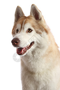 胡斯基狗肖像棕色舌头鼻子毛皮宠物哺乳动物朋友白色犬类粉色图片