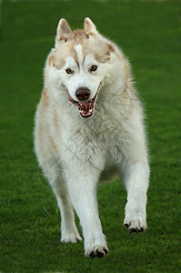 霍斯基狗跑步图片