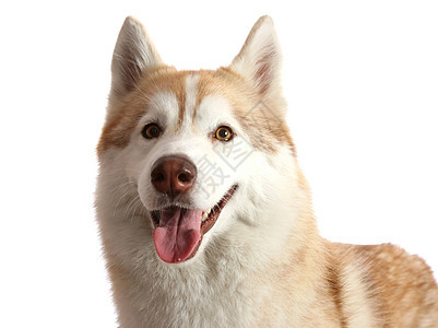 胡斯基狗肖像舌头毛皮棕色犬类工作室白色粉色宠物鼻子哺乳动物图片