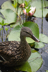 鸭池塘小鸭子花园池塘水禽植物绿色乡村动物野生动物水生植物图片