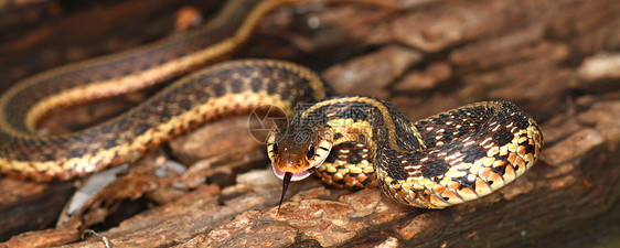 Garter 蛇泰姆诺斐斯疱疹科学生活环境野生动物袜带生物学惊吓生物生态图片