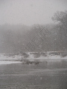 沿Kishwaukee一带的雪暴寒冷荒野环境季节弹簧冷冻栖息地寒意冻结下雪图片