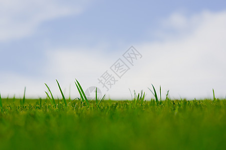 充满活力的绿色绿草植物土地天空阳光天堂生长天气草地牧场农村图片