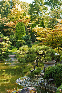 日本花园艺术绿色公园环境花园太阳晴天文化树木植物图片