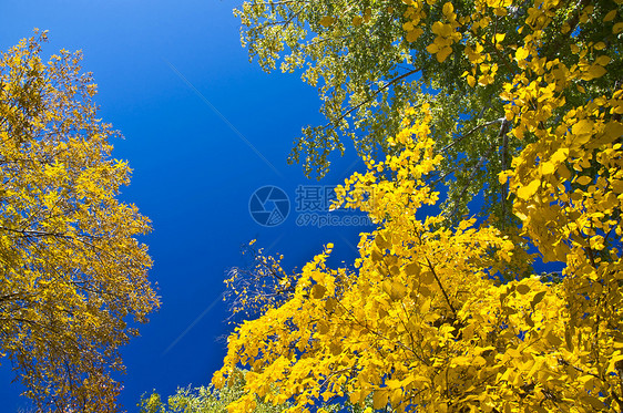 有黄叶的树枝公园黄色天空树干绿色分支机构摄影树叶蓝色植物图片