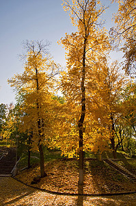 公园中的树木蓝天分支机构橡木枯叶绿色黄色太阳日光森林树叶图片