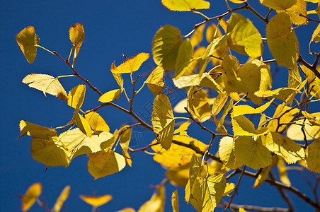 有黄叶的树枝植物摄影树叶树木公园蓝色黄色天空分支机构背景图片
