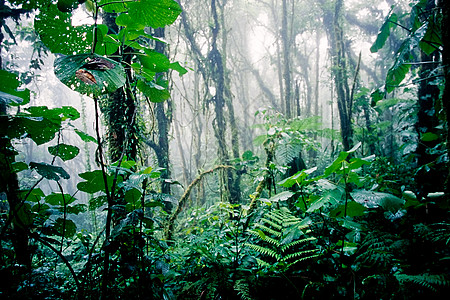 哥斯达黎加云雾森林环保叶子荒野绿色冒险环境旅游假期蕨类山脉图片