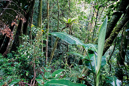哥斯达黎加云雾森林旅行植物冒险蕨类旅游环境荒野绿色山脉叶子图片