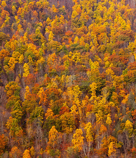 山坡上多姿多彩的秋叶图片