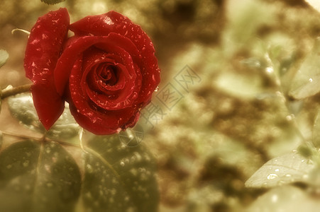 红玫瑰装饰品邮政纪念日礼物墙纸花束明信片周年古董婚姻图片