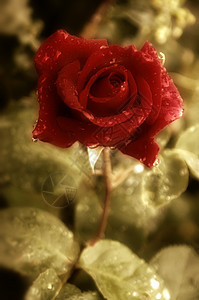 旧明信片红玫瑰红玫瑰图片